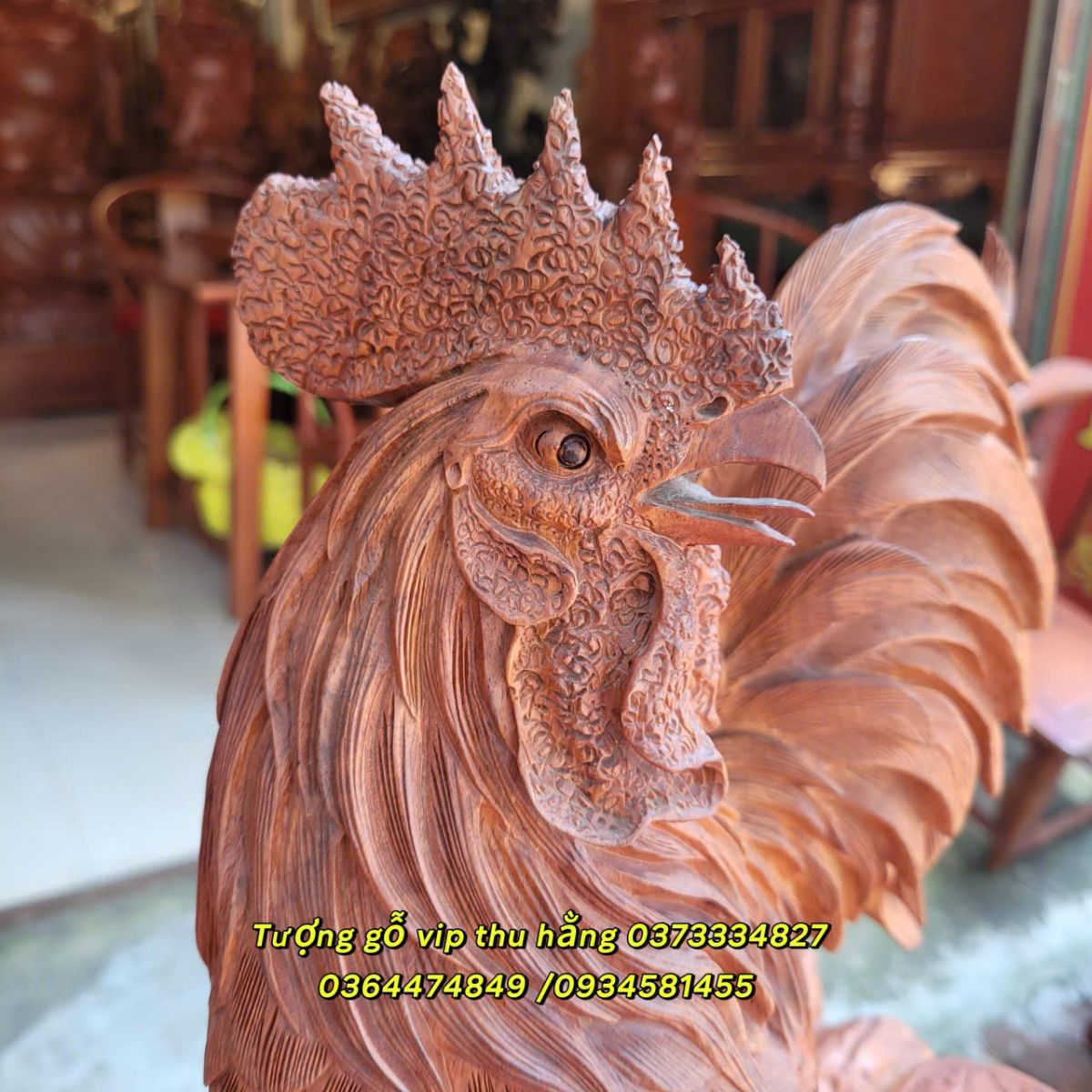 gà kim tièn hút tài lộc
